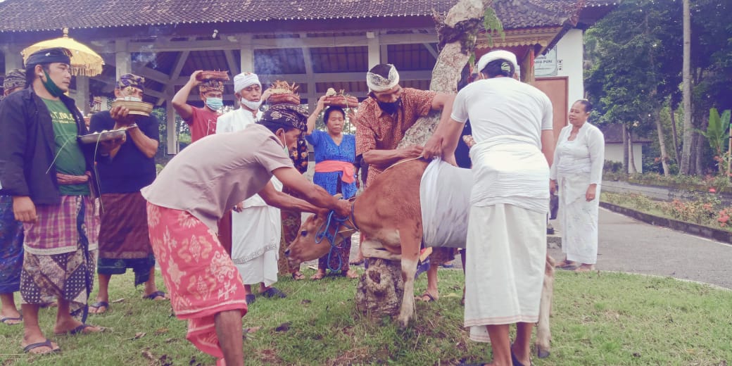 Tradisi Pelaksanaan Upacara Matiti Mamah Pura Penataran Agung Dalem Jawa ( Langgar )